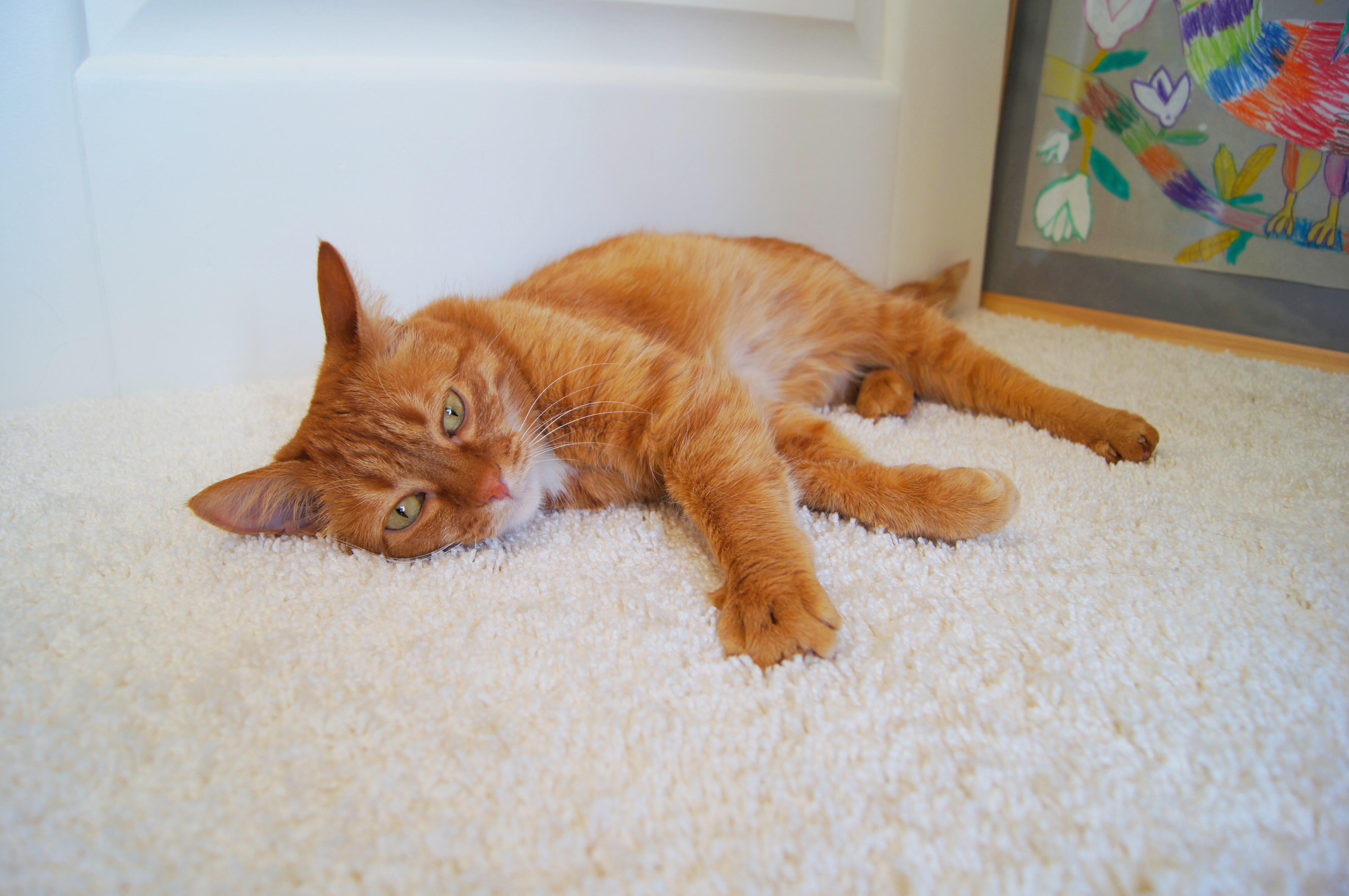 Ковролин "Зартекс" Amarena 140 бежевый (4м) — купить в Нефтеюганске